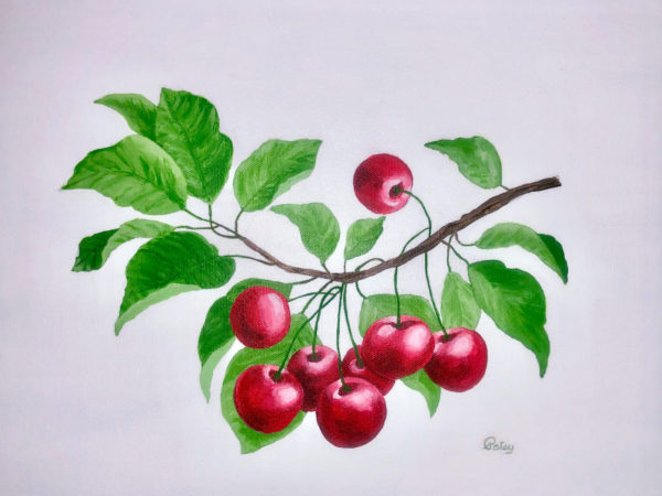 Branch of Cherries